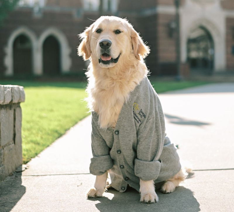 a golden labrador dog wearing a grey sweater sitting and smiling at the camera
